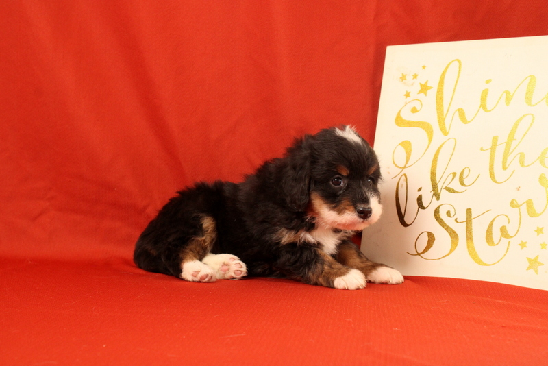 puppy, for, sale, Mini Bernedoodle F2, Matthew B. Stoltzfus, dog, breeder, Gap, PA, dog-breeder, puppy-for-sale, forsale, nearby, find, puppyfind, locator, puppylocator, aca
